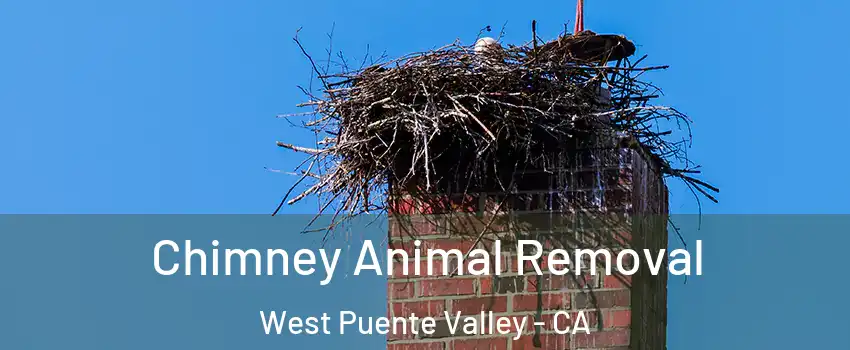  Chimney Animal Removal West Puente Valley - CA