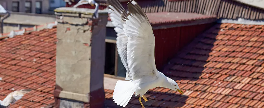 Residential Chimney Animal Removal Solution in West Puente Valley, CA